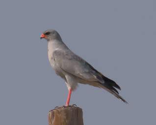 Damaraland Bird Pale Chanting Goshawk