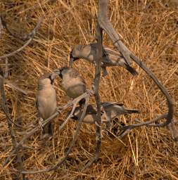 Sociable Weaver