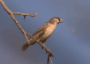 Sociable Weaver