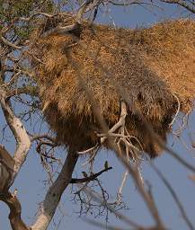 Sociable Weaver Nest