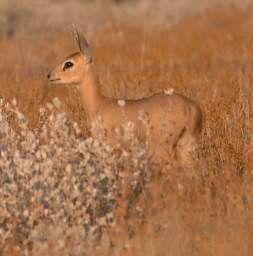 Damaraland Xxx Dikdik