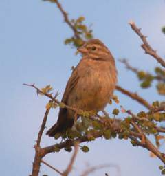 Cinnamon Breasted Bunting F