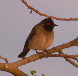 African Red Eyed Bulbul