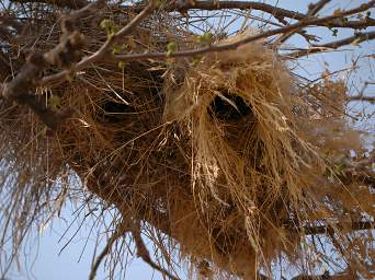 Nest White Browed Sparrow Weaver