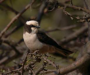 Southern White Crowned Shrike