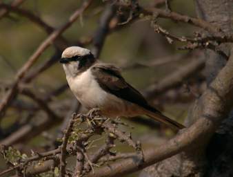 Southern White Crowned Shrike