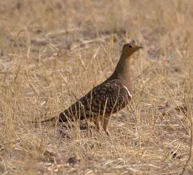 Namaqua Sandgrouse