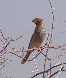 Red Headed Finch