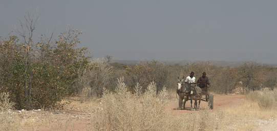 Damaraland Donkey Cart