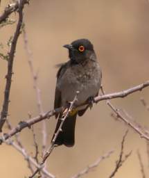 African Red Eyed Bulbul