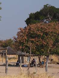 Etosha People Under Tree