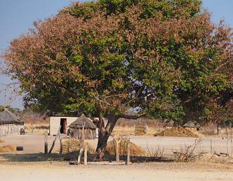 Etosha Millet