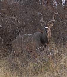 Etosha Kudu