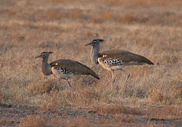 Etosha Bird Kori Bustard