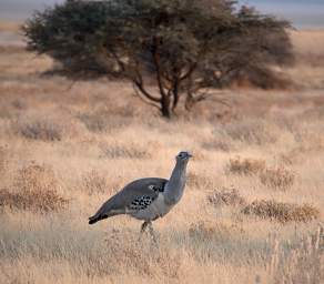 Etosha Bird Kori Bustard