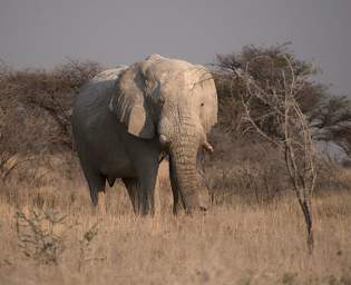 Etosha Elephant