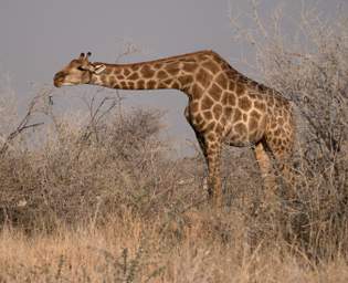 Etosha Giraffe