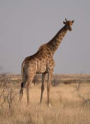 Etosha Giraffe