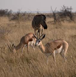 Etosha Springbok