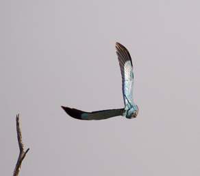 Etosha Bird Lilac Breasted Roller