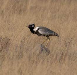 Etosha Bird Northern Black Korhaan