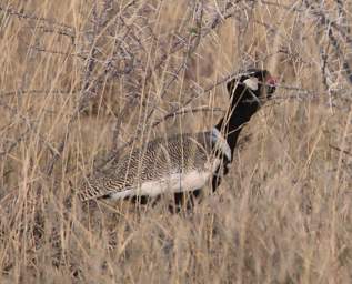 Etosha Bird Northern Black Korhaan