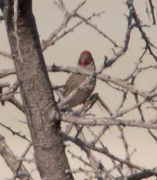 Etosha Bird Marico Flycatcher Bird Read Headed Finch