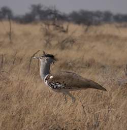 Etosha Bird Kori Bustard