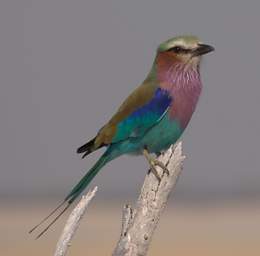 Etosha Bird Lilac Breasted Roller