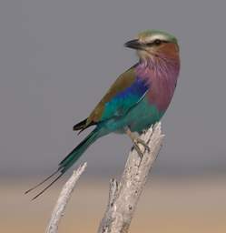 Etosha Bird Lilac Breasted Roller