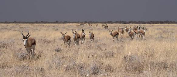 Etosha National Park