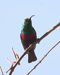 Marico Sunbird