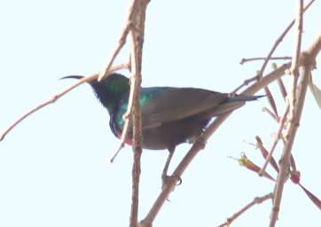 Marico Sunbird