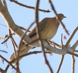 Laughing Dove