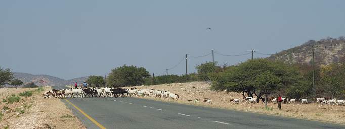 Goats Crossing Road