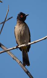 African Red Eyed Bulbul