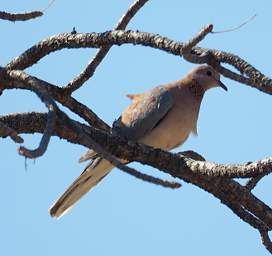 Peet Alberts Koppie Bird Laughing Dove