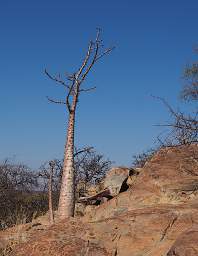 Peet Alberts Koppie Tree Bottle Tree