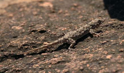 Huab Peet Alberts Koppie Boulton's Namib Day Gecko