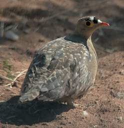 Double Banded Sandgrouse