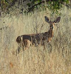 Huab Duiker