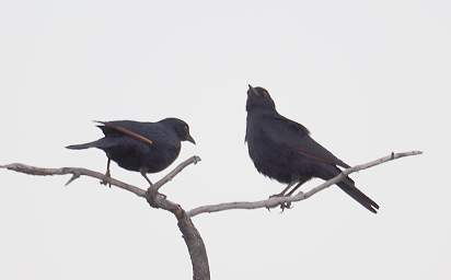 Pale Winged Starling