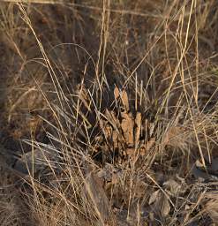 Huab Termite Mound Starting
