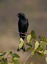 Fork Tailed Drongo