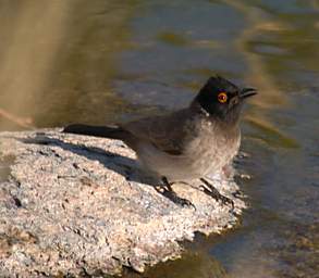 African Red Eyed Bulbul