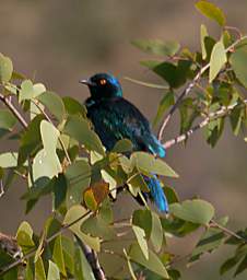 Cape Glossy Starling