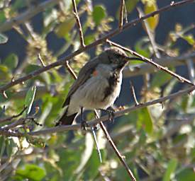 Dusky Sunbird