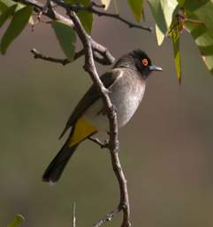 African Red Eyed Bulbul