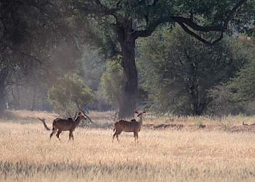 Kudu