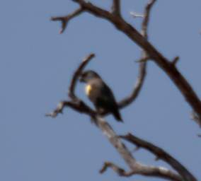 Huab Bird Ruppells Parrot